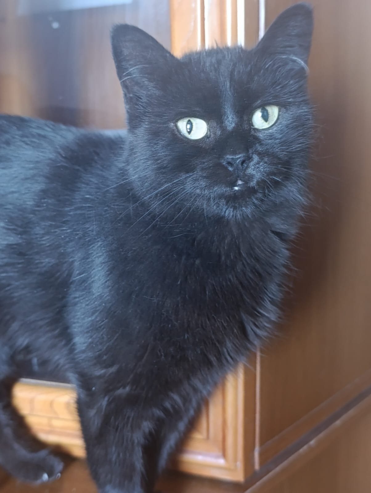 Gata joven negra en adopción